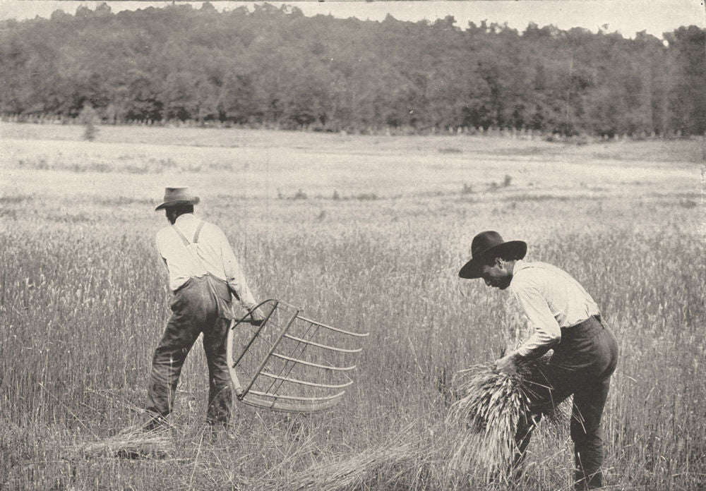 FARMING. The old way of cutting and binding grain 1907 antique print
